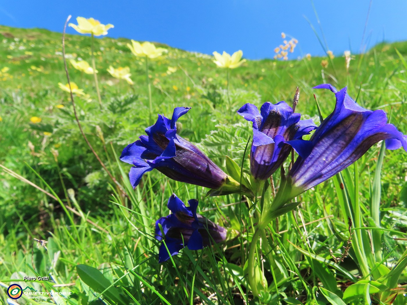 31 Gentiana acaulis (Genziana di Koch) e Pulsatilla alpina sulphurea (Anemone sulfureo) .JPG